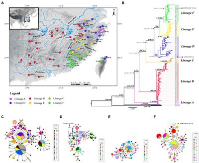 Phylogeographic analysis revealed allopatric distribution pattern and biogeographic processes of the widespread pale chub Opsariichthys acutipinnis-evolans complex (Teleostei: Cyprinidae) in southeastern China